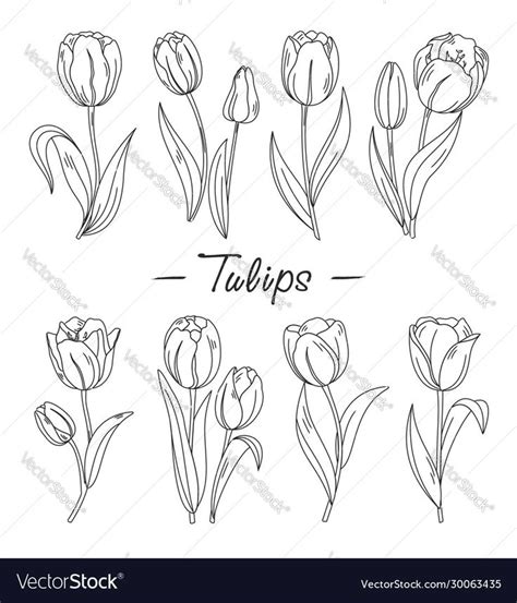 Tulip Outline Vectors & Illustrations for Free Download 